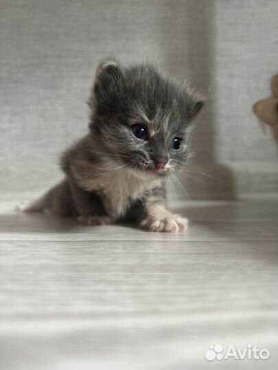 Котята бесплатно