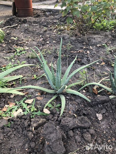 Алоэ столетник