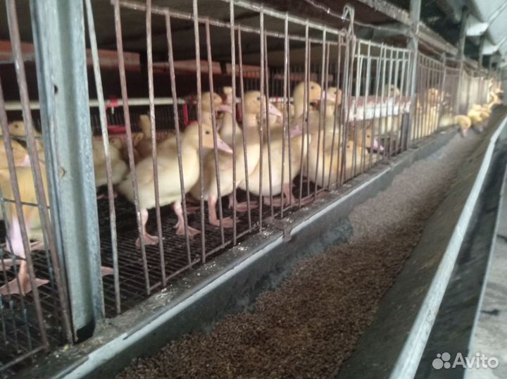 Утята ст5, старт 53