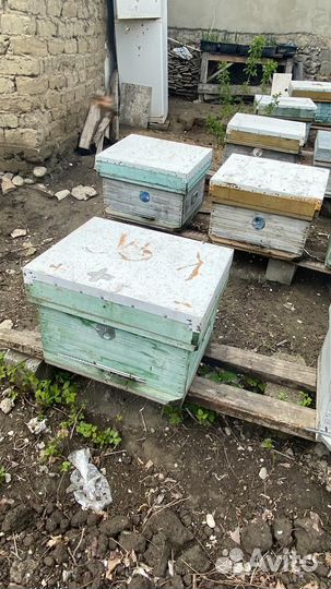 Пчелопакеты и семьи