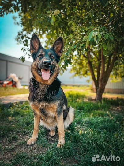 Домашняя передержка собак