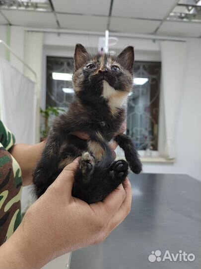 Котенок