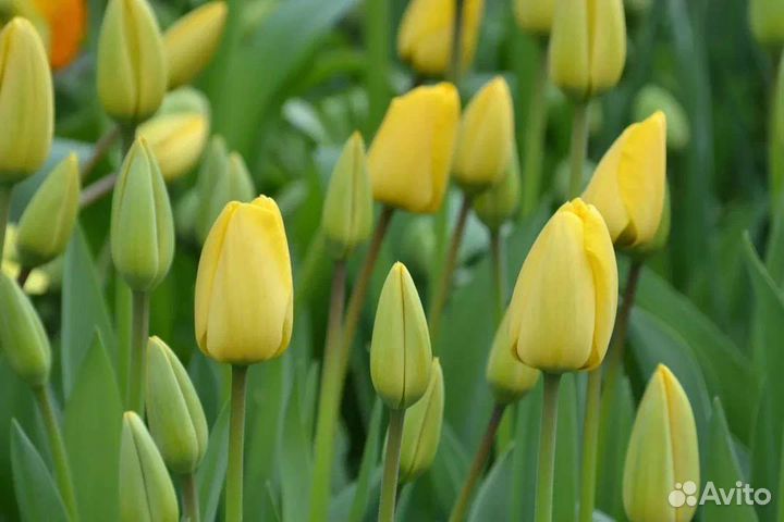 Луковицы тюльпанов