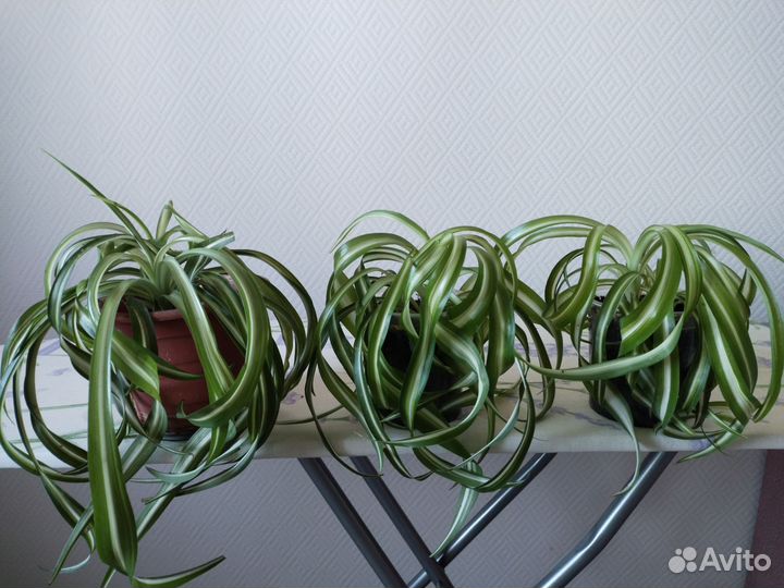 Хлорофитум кудрявый