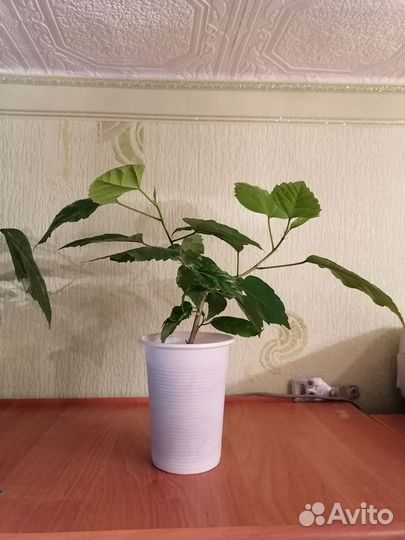 Гибискус махровый красный