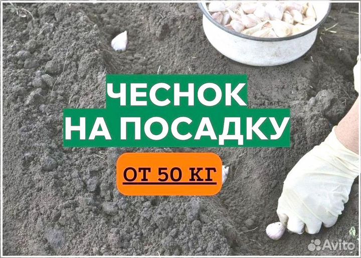 Чеснок. Семена