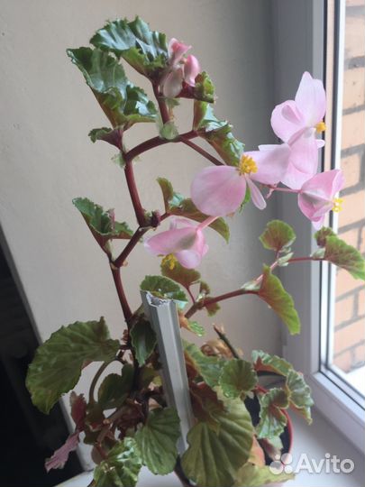 Бегония грандис, комнатное растение