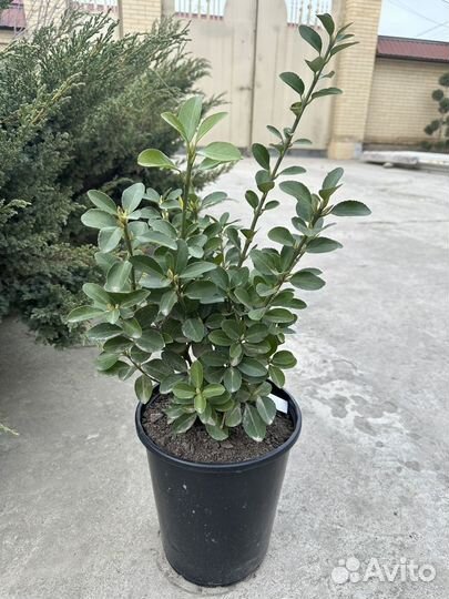 Бересклет японский