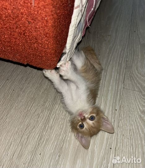 Продаем милейших котят