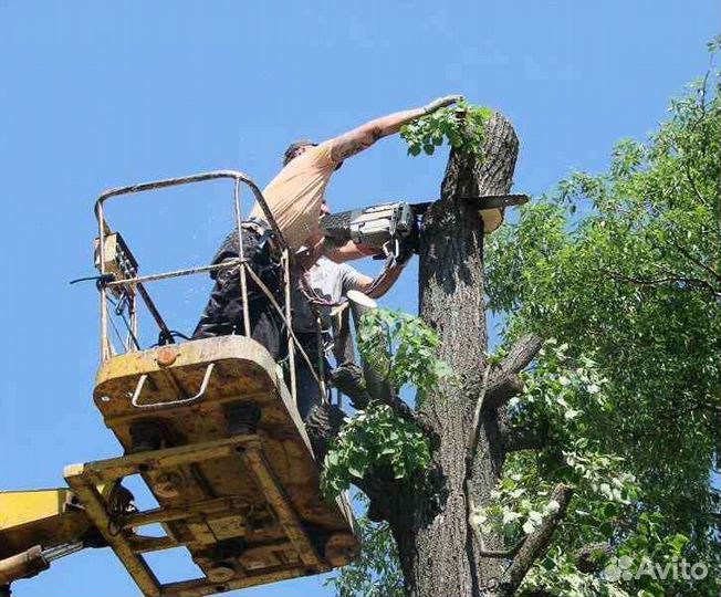 Опиловка деревьев