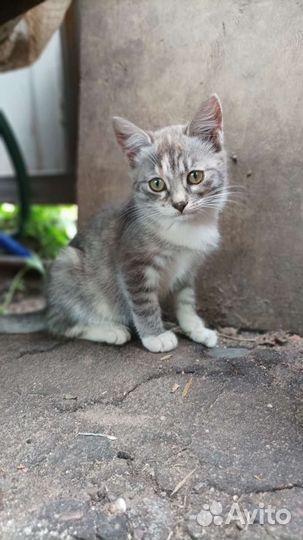 Котенок девочка