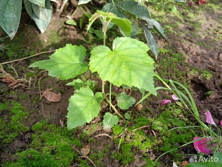 Саженцы боярышника