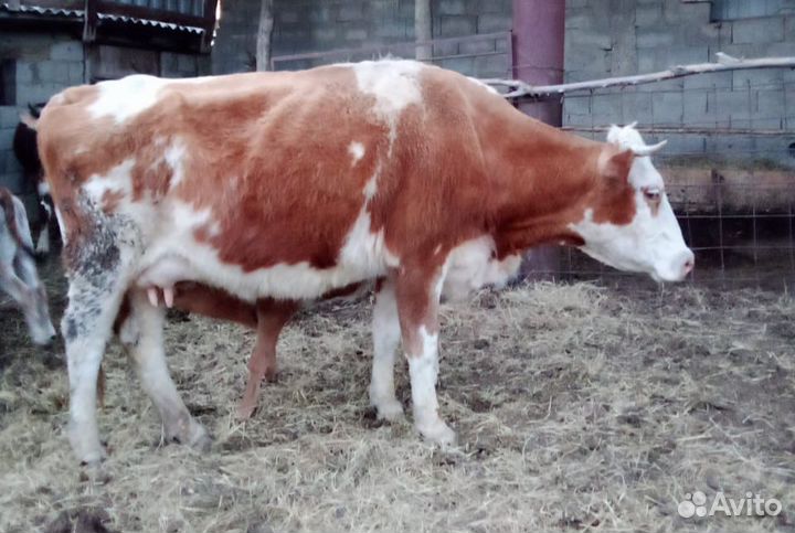 Коровы с телятами