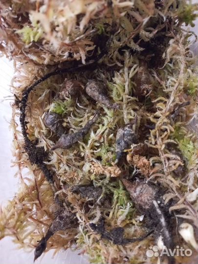 Алоказия silver dragon