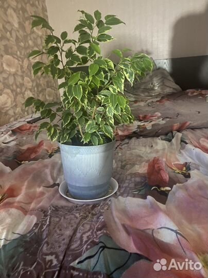 Фикус бенджамина