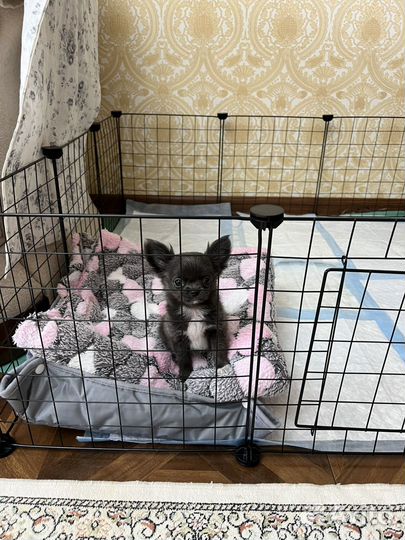 Щенки чихуахуа длинношерстные