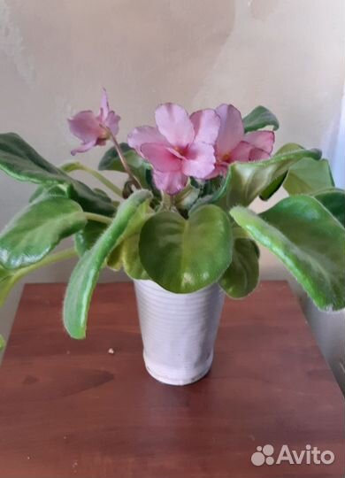 Фиалка с цветом