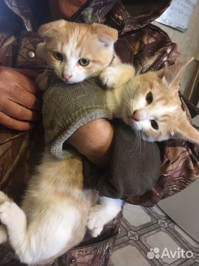 Кошки в добрые руки