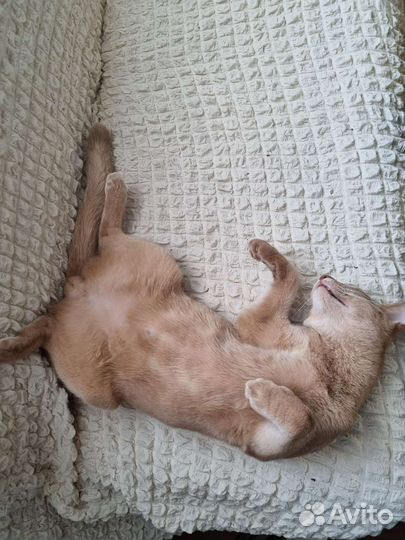 Абиссинский кот вязка