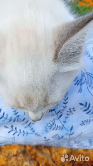 Котик в добрые руки