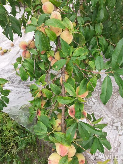 Персик домашний