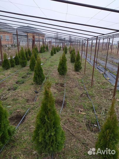 Туя смарагд