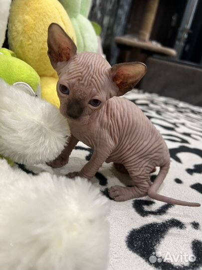 Канадский сфинкс