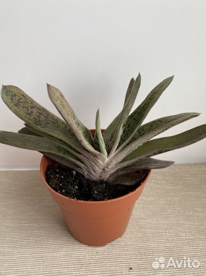 Суккуленты гастерия