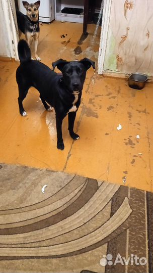 Собака, девочка в добрые руки