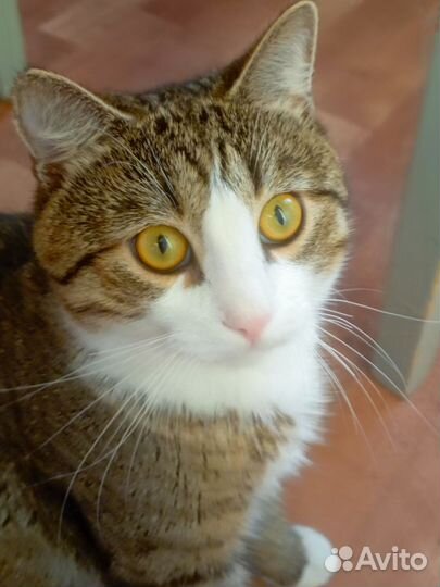 Трехцветный котенок