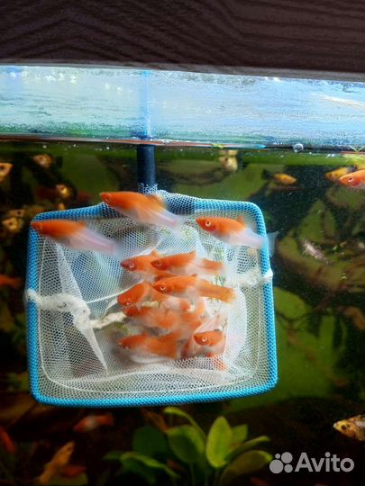 Меченосцы, Санто Клаус