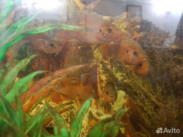 Хромис - красавчик