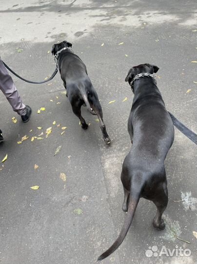 Зооняня, выгулщица собак, догситтер