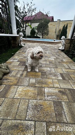 Брусчатка с доставкой