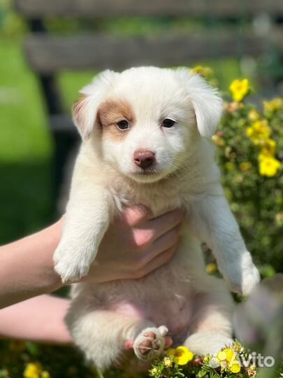 Щенок в добрые руки маленькой собаки