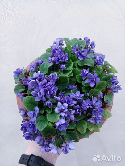 Трейлеры ампельные и кустовые