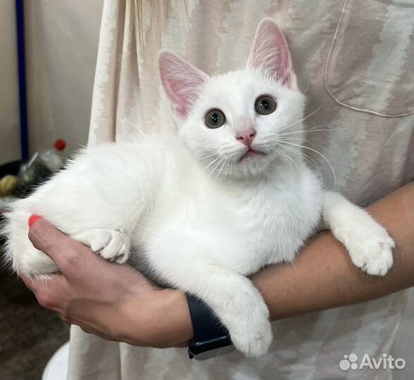 Белоснежная малышка в поисках дома