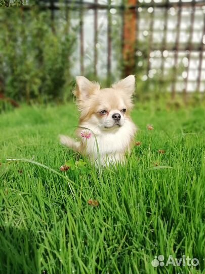 Изабелловый красавчик