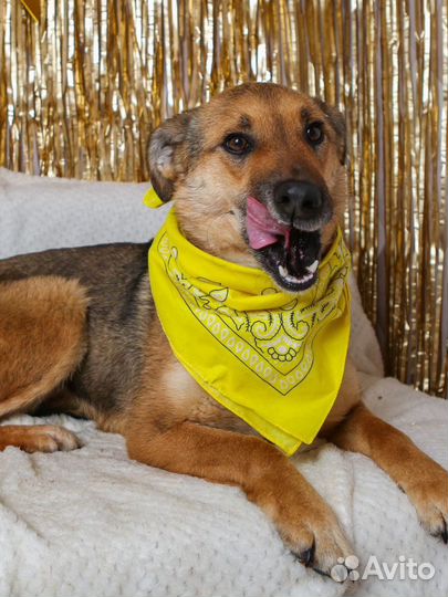 Лакки хочет в любящие и ответственные руки