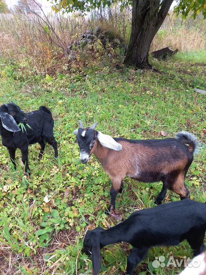 Нубийские козы