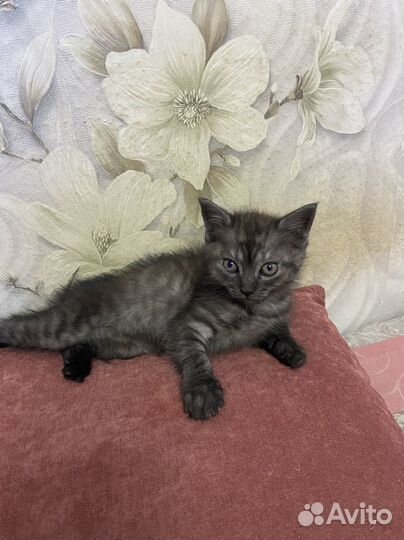 Кошка в дар