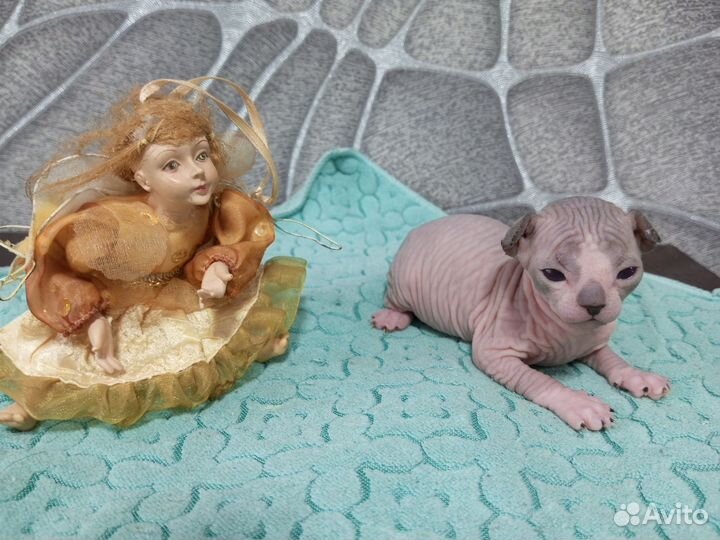 Канадский сфинкс