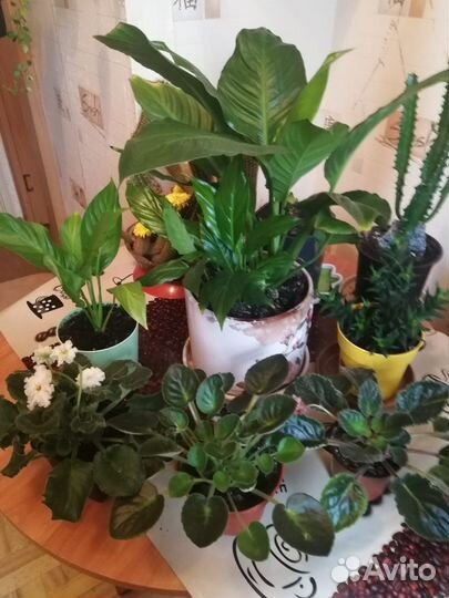 Большой выбор цветов