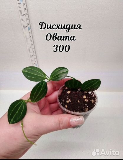Хойя 1 Часть 1.06.24