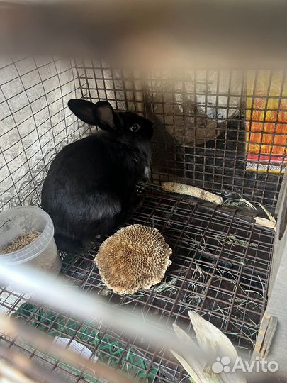 Декоративные кролики