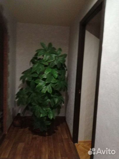 Шефлера дерево