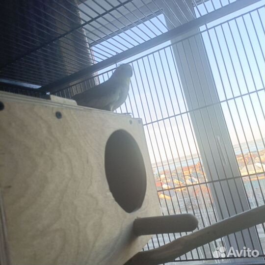 Попугай корелла пара