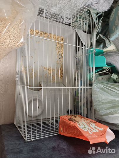 Декоративные кролики