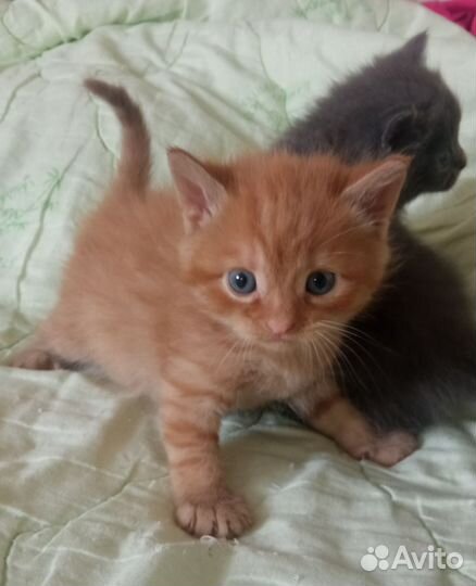 Котята от шотландской кошки