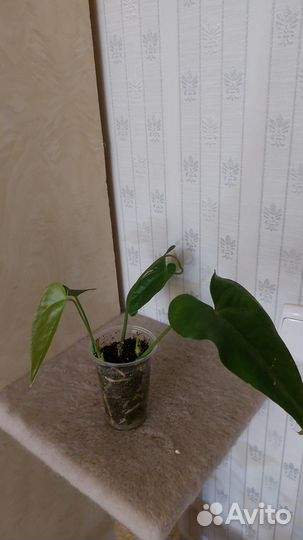 Антуриум красный